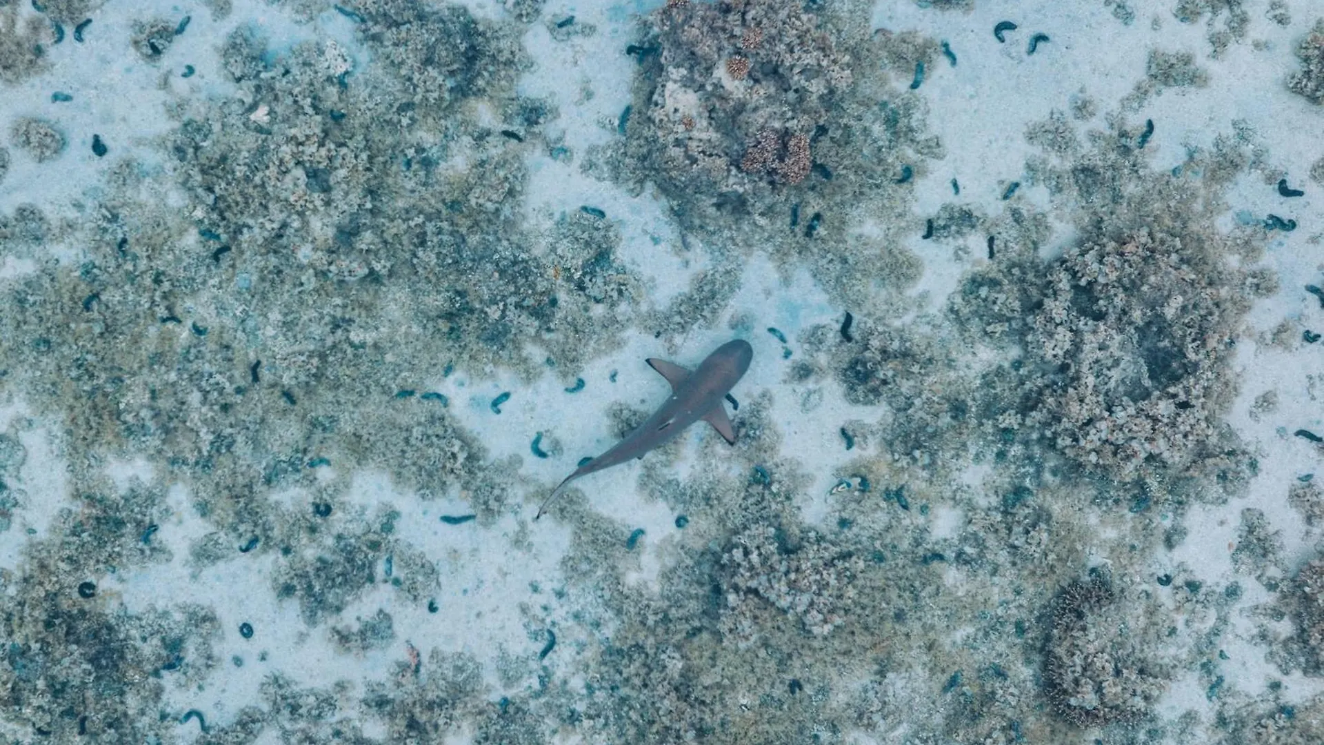 Lagoon Dream Moorea 0*,